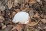 Nyírfa-tapló (Fomitopsis betulina), Csokonyavisonta